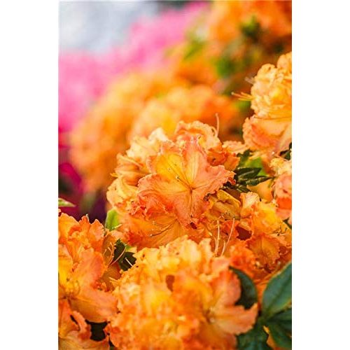 Die beste rhododendron orange plantapro rhododendron lut gibraltar Bestsleller kaufen