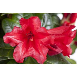 Rhododendron Rot PlantaPro repens Scarlet Wonder