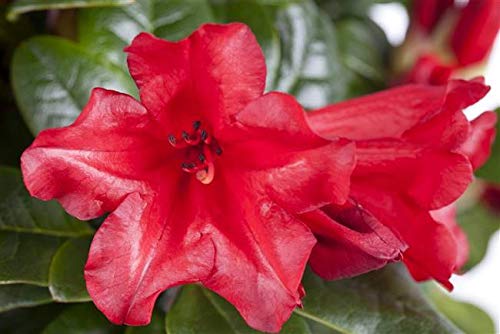 Die beste rhododendron rot plantapro repens scarlet wonder Bestsleller kaufen