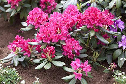 Die beste rhododendron rot plantapro rhododendron nova zembla Bestsleller kaufen
