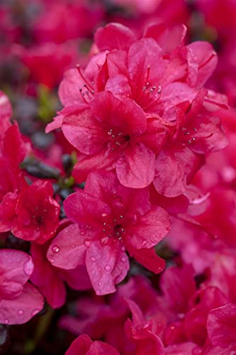 Die beste rhododendron rot plantapro rhododendron obt diamant rot Bestsleller kaufen