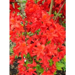 Rhododendron Rot Plantenwelt leuchtend rot blühend