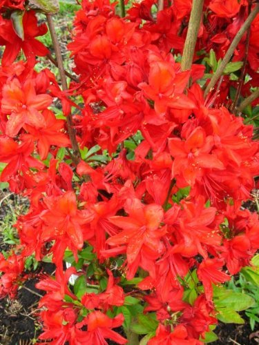 Die beste rhododendron rot plantenwelt leuchtend rot bluehend Bestsleller kaufen
