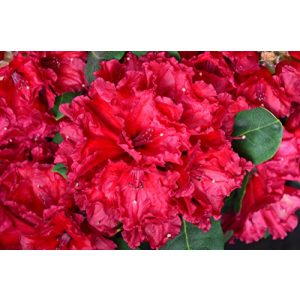 Rhododendron Rot Plantenwelt Rhododendron Red Jack 40-50 cm