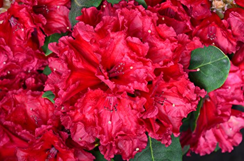 Die beste rhododendron rot plantenwelt rhododendron red jack 40 50 cm Bestsleller kaufen