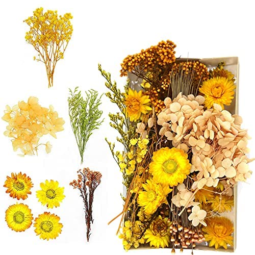 Die beste trockenblumen strauss sunshine smile natuerliche getrocknete Bestsleller kaufen