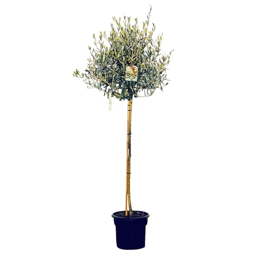 Die beste zierbaeume winterhart sunnytree hochstaemmig olivenbaum 160cm Bestsleller kaufen