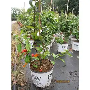 Zierquitte Baumschule Pflanzenvielfalt Chaenomeles speciosa