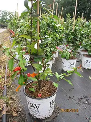 Zierquitte Baumschule Pflanzenvielfalt Chaenomeles speciosa