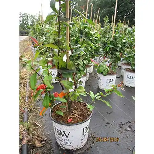 Zierquitte Baumschule Pflanzenvielfalt Chaenomeles speciosa