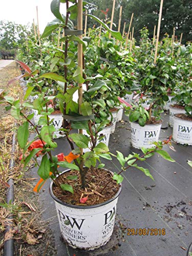 Die beste zierquitte baumschule pflanzenvielfalt chaenomeles speciosa Bestsleller kaufen