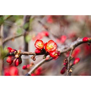 Zierquitte PlantaPro Chaenomeles ‘Crimson and Gold’ C 40-60