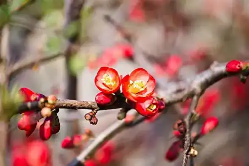 Zierquitte PlantaPro Chaenomeles ‘Crimson and Gold’ C 40-60