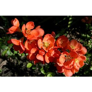 Zierquitte PlantaPro ‘Cido’ -R- Chaenomeles japonica im Topf