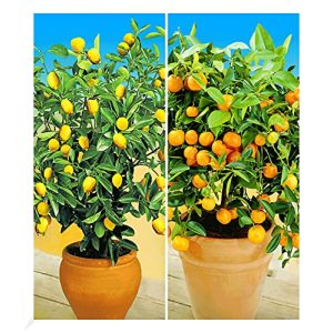 Zitruspflanzen BALDUR Garten Zitronen- & Orangenbaum, 2 Pfl.