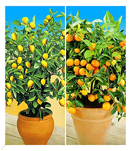 Die beste zitruspflanzen baldur garten zitronen orangenbaum 2 pfl Bestsleller kaufen