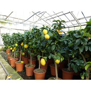 Zitruspflanzen gruenwaren jakubik echter Zitronenbaum 80-100 cm