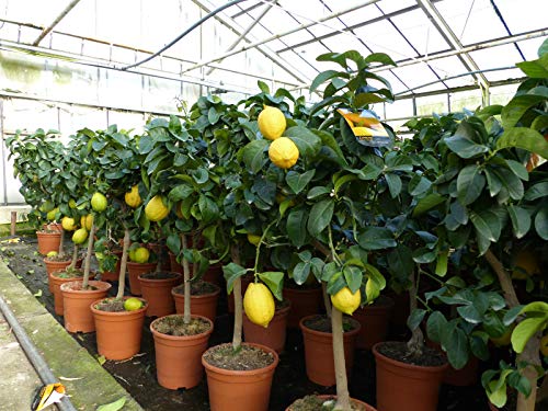 Die beste zitruspflanzen gruenwaren jakubik echter zitronenbaum 80 100 cm Bestsleller kaufen