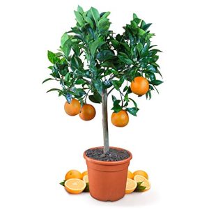 Zitruspflanzen Meine Orangerie Orangenbaum Mezzo