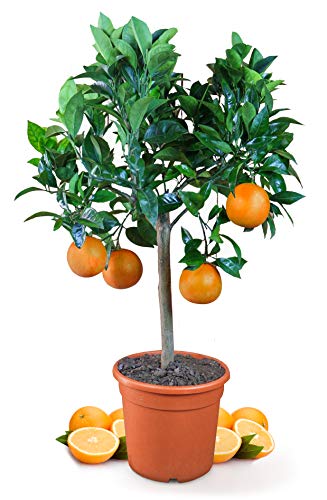 Die beste zitruspflanzen meine orangerie orangenbaum mezzo Bestsleller kaufen