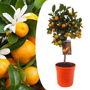 Zitruspflanzen Plant in a Box Citrus Calamondin
