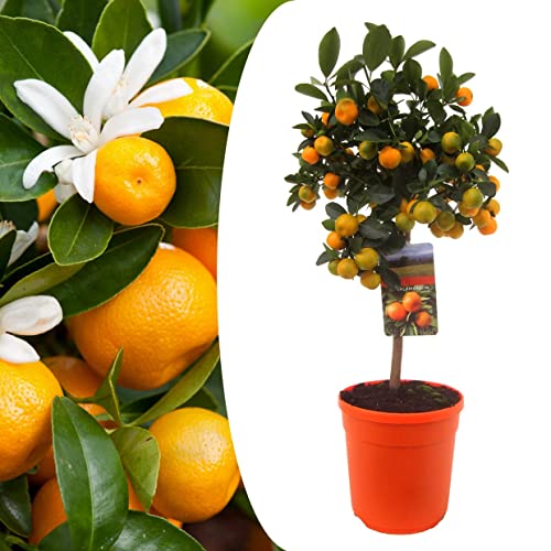 Die beste zitruspflanzen plant in a box citrus calamondin Bestsleller kaufen