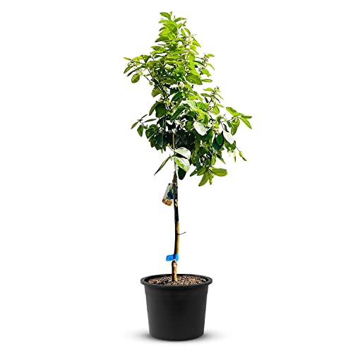 Die beste zitruspflanzen tropictrees limettenbaum hoehe von 160 cm Bestsleller kaufen