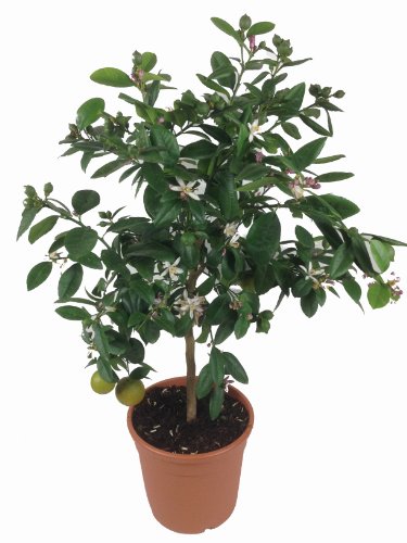 Die beste zitruspflanzen weseler kraeuterparadies limettenbaum lima verde Bestsleller kaufen