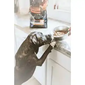 Die beste Diät-Nassfutter Hund 2026 Test Bestseller Diät-Nassfutter Hund