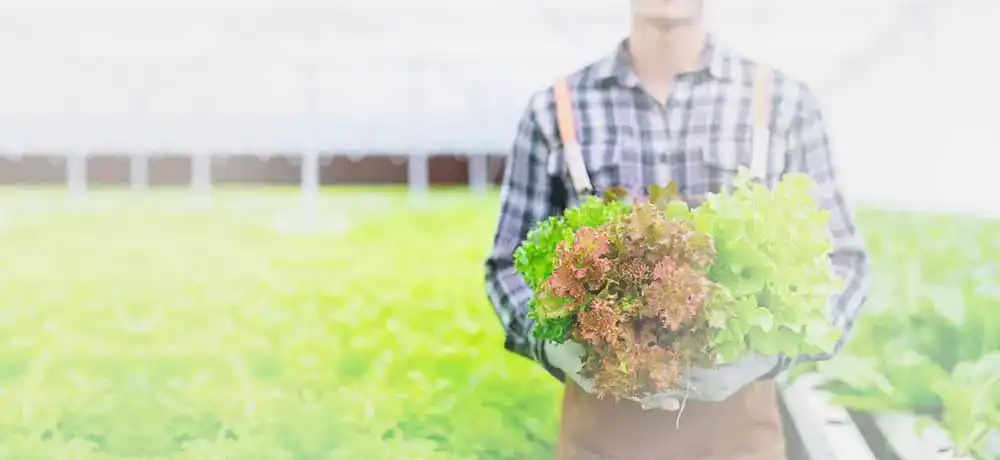Dünger für Zimmerpflanzen Dünger für Zimmerpflanzen