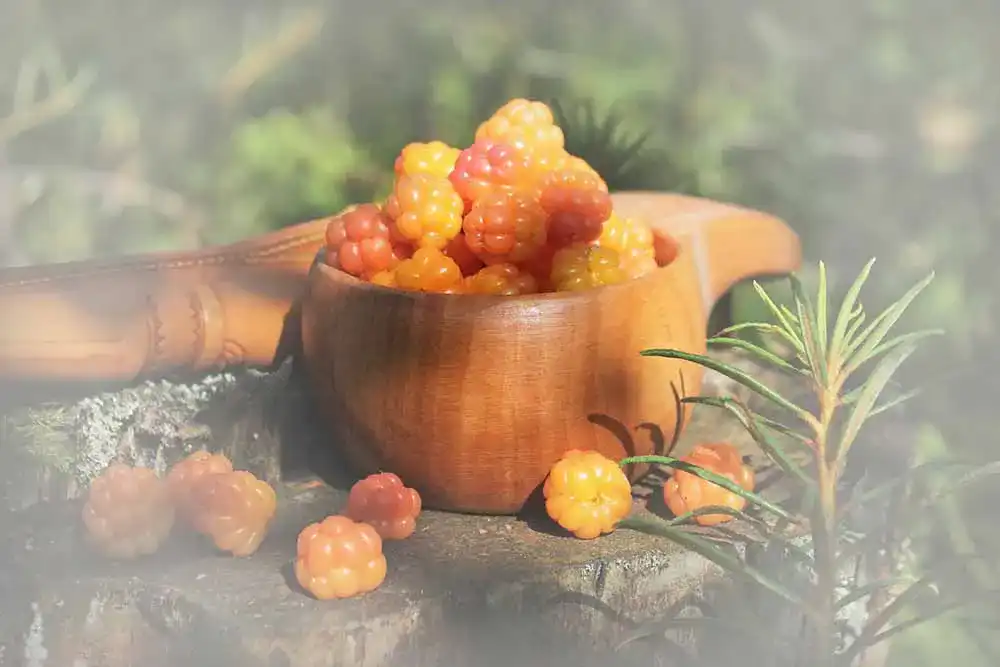 Kuksa Kuksa