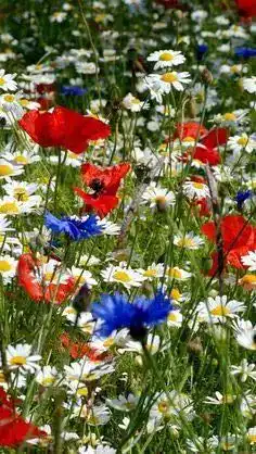 Die beste Margeritensamen Grow Your Secret Garden Magerwiesen-Margerite 2026 Test Bestseller Margeritensamen Grow Your Secret Garden Magerwiesen-Margerite