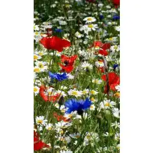 Margeritensamen Grow Your Secret Garden Magerwiesen-Margerite
