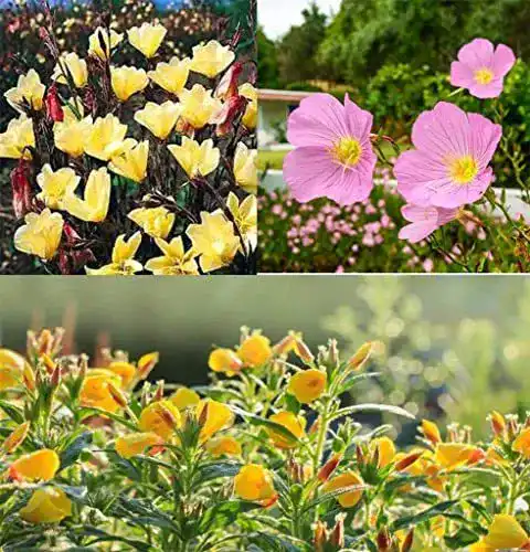 Nachtkerzen-Samen Grow Your Secret Garden Mischung
