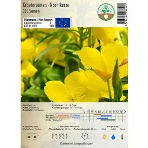 Nachtkerzen-Samen jungepflanzen Kräutersamen – Nachtkerze