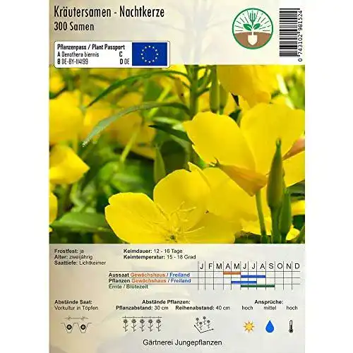 Nachtkerzen-Samen jungepflanzen Kräutersamen – Nachtkerze