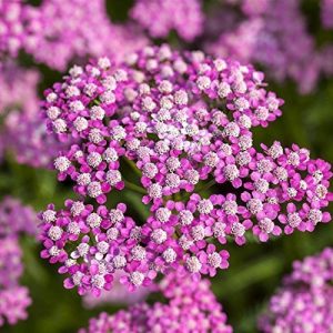 Schafgarbe-Pflanze Pflanzen Für Dich Achillea millefolium ‘Lilac