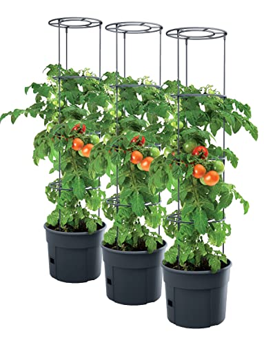 Die beste tomatentopf pafen 3x tomatenpflanze pflanzkuebel 392x1530 mm Bestsleller kaufen