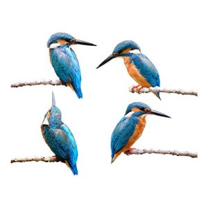 Vogelschutz-Aufkleber Stickers4 Vogel-Fensteraufkleber