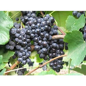 Weinrebe Baumschule PlantaPro – Weintraube – Vitis vinifera