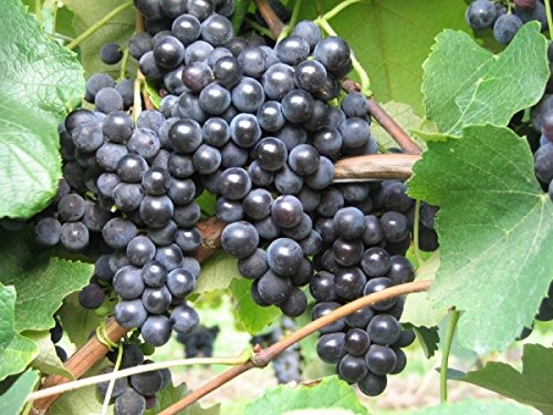 Die beste weinrebe baumschule plantapro weintraube vitis vinifera Bestsleller kaufen