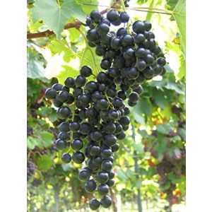 Weinrebe Baumschule – Weintraube – Tafeltraube – Vitis vinifera