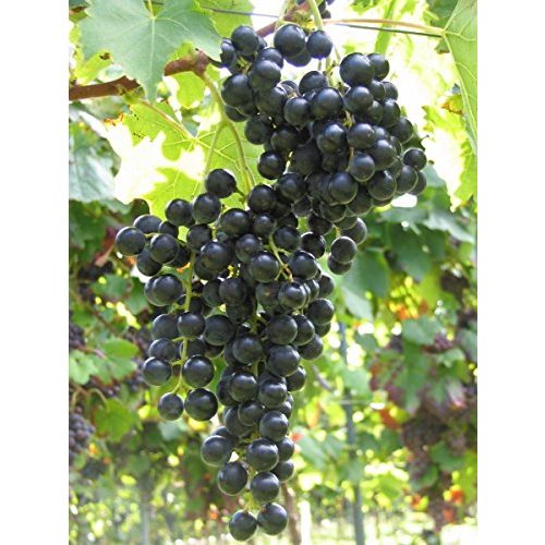 Die beste weinrebe baumschule weintraube tafeltraube vitis vinifera Bestsleller kaufen