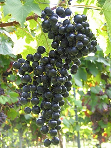 Die beste weinrebe baumschule weintraube tafeltraube vitis vinifera Bestsleller kaufen