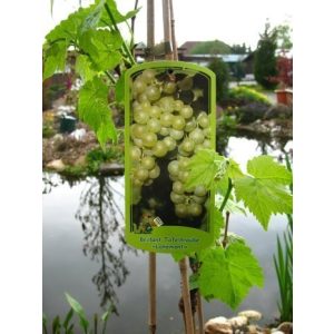 Weinrebe PlantaPro Lakemont -R- kernlos 80 cm hoch im 3 Liter