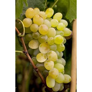 Weinrebe PlantaPro Vitis vinifera ‘Himrod’ 3L 80-100 Weintraube