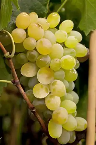 Weinrebe PlantaPro Vitis vinifera ‘Himrod’ 3L 80-100 Weintraube