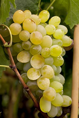 Die beste weinrebe plantapro vitis vinifera himrod 3l 80 100 weintraube Bestsleller kaufen