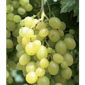 Weinrebe PlantaPro – Weintraube – Vitis vinifera – Unio, ertragreich