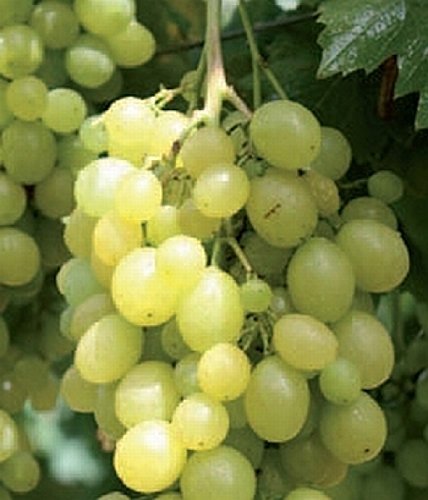 Die beste weinrebe plantapro weintraube vitis vinifera unio ertragreich Bestsleller kaufen